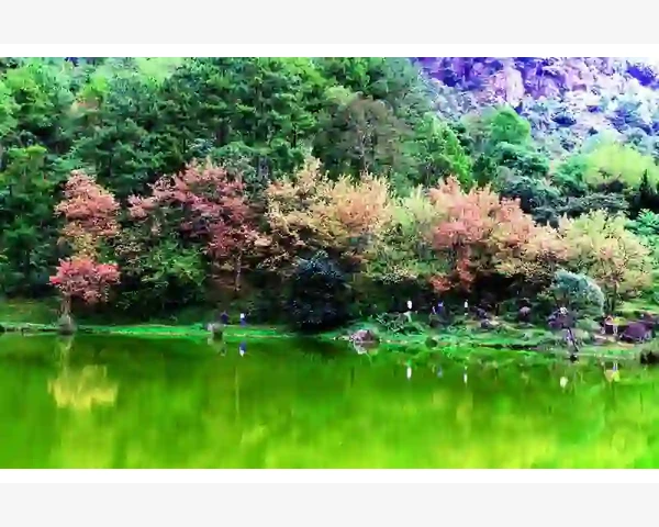 生姜海藻，驱寒佳品-舒适冬日必备佳肴